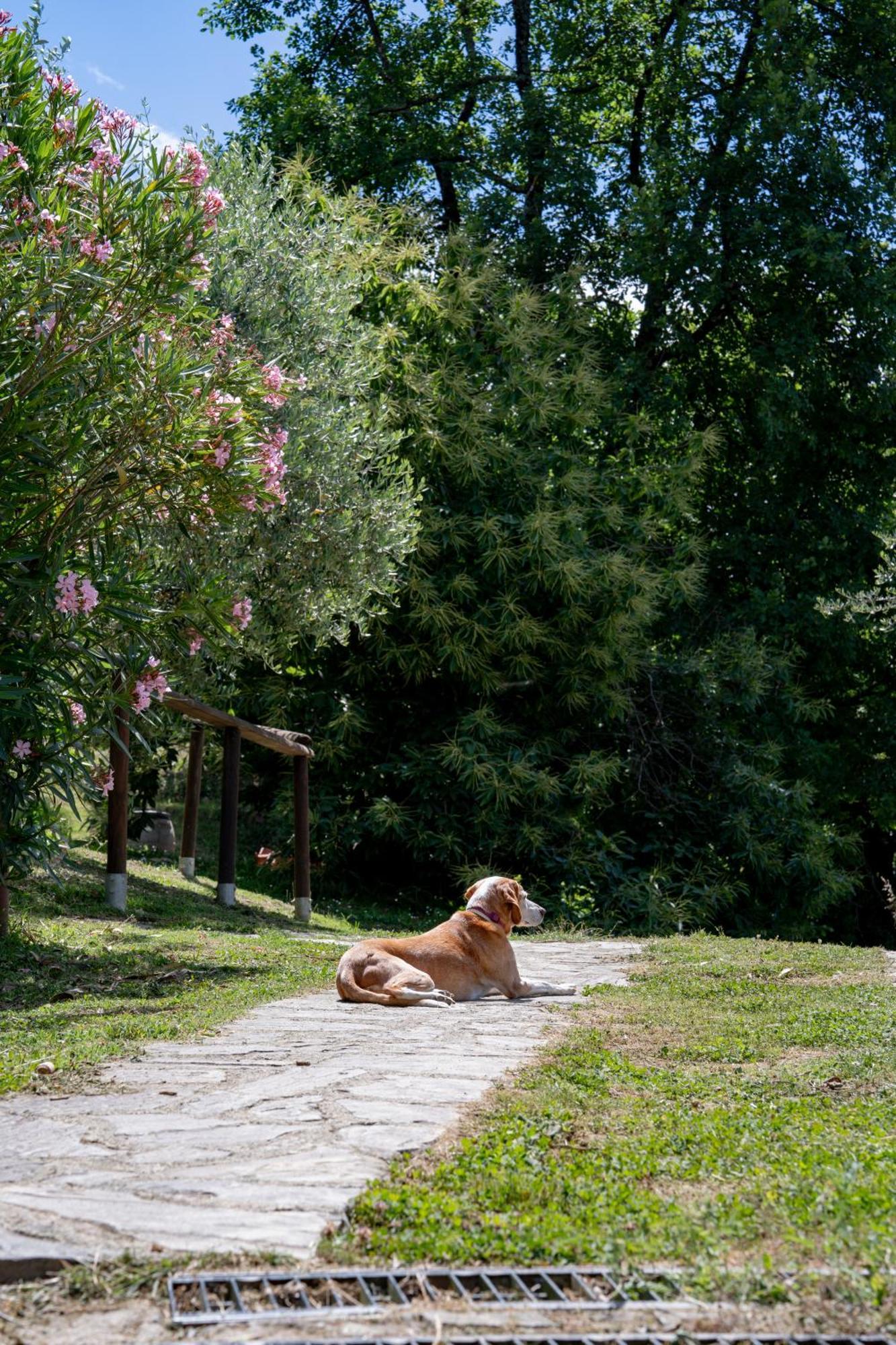Agriturismo I Due Ghiri - Cinque Terre Calice al Cornoviglio Buitenkant foto